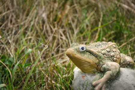 Decorative ctone frog sitting in the grass and looking at cameraの写真素材