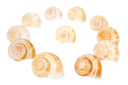 Circle of the spiral shells isolated on white background