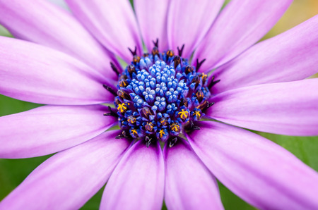 Beautiful purple daisy flower macro close up in the gardenの写真素材