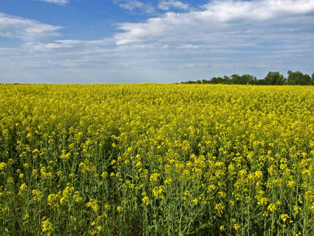 canola field to the horizon  Sunny day, but the horizon is tightened with light clouds 