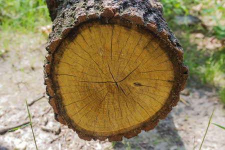 saw cut oak. Clearly visible annual rings.