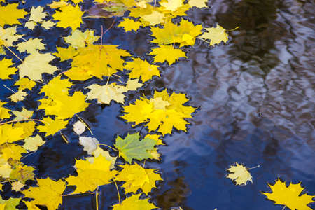 yellow maple leaves floating on the dark water.の写真素材