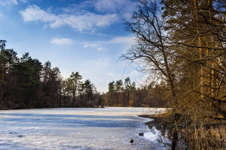 Park, the frozen lake with ducks in early springの写真素材