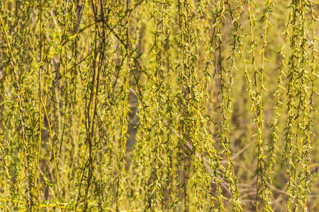 Hanging flowering branches of a weeping willow with young leaves and catkins in spring. Background.の写真素材