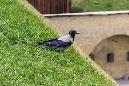 Hooded crow on a grassy hillsideの写真素材