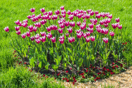 Group of tulips with variegated purple and white flowers surrounded by a grass lawnの写真素材