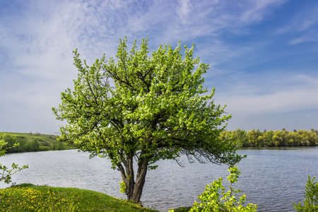Solitary blossoming tree of wild pear on a background of a lakeの写真素材