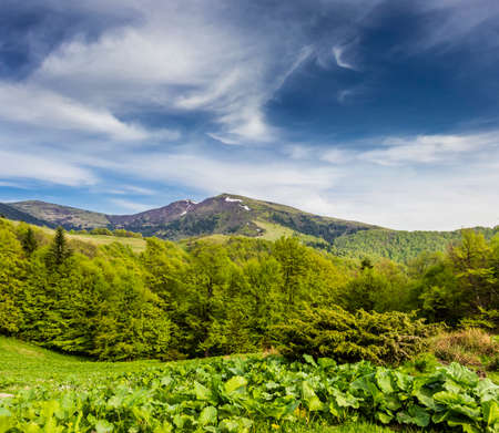 Mountain landscape with spring forest and mountain pasture and the snowfields on top of the ridge in the background. Carpathians.の写真素材