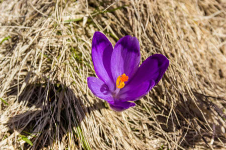 Purple flower of crocus with petals covered with pollen close-up. Carpathians.