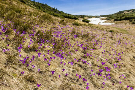 Mountain slope with lots of flowering purple crocuses among the withered grass against the background of snowfield. Carpathians.の写真素材
