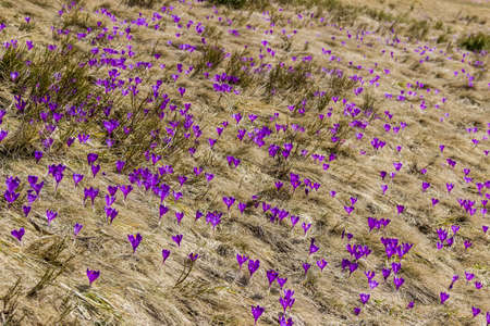 Mountain slope with lots of flowering purple crocuses among the withered grass. Carpathians.の写真素材