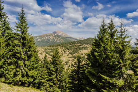 View of Mount Hoverla through the spruce forest in the spring. の写真素材