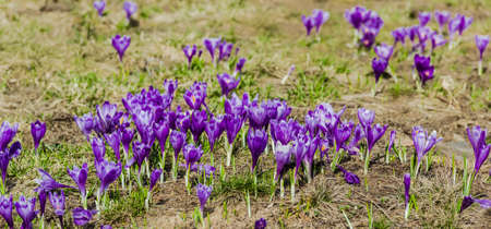 Glade with lots of blooming purple crocus among the withered grass. Carpathians.の写真素材