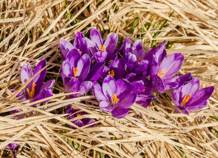 Purple flowers of crocuses with petals covered with pollen make their way through the thick dry grassの写真素材