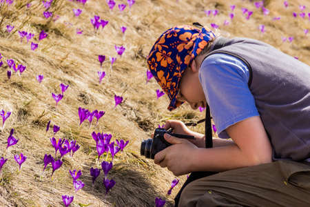 Young tourist sitting on knees takes photos of blooming wild crocuses. Carpathians.の写真素材