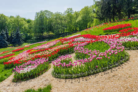 Ornamental plantings of multicolored tulips on the background of trees in the parkの写真素材