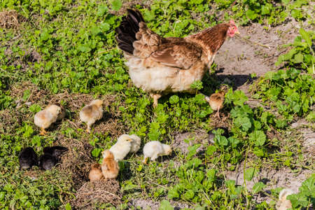 Hen with chickens in the grass on the farmの写真素材