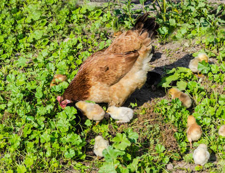 Hen with chickens in the grass on the farmの写真素材