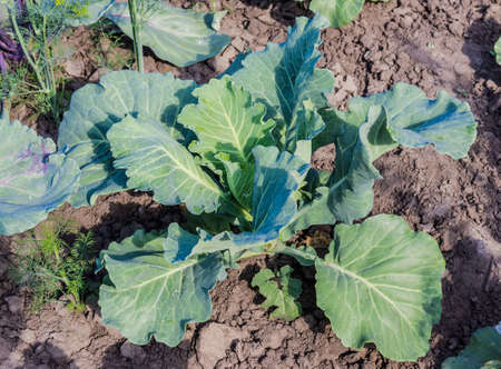 Young plant of cabbage with drops of dew in the garden bed on a background of the soilの写真素材