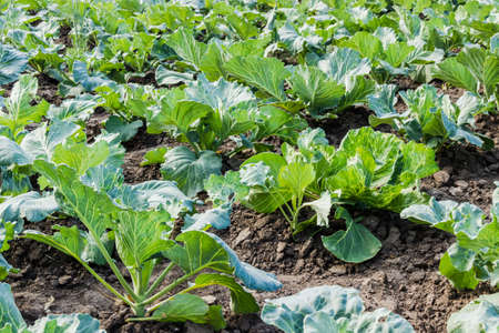 Planting young plants of cabbage on the garden bedの写真素材