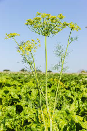 Flowering dill twig against the sky and greeneryの写真素材