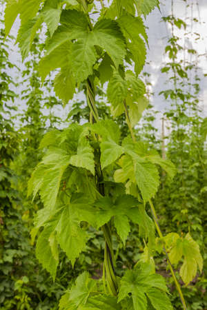 Frizzy branches of hops on industrial plantation of hops for the needs of the brewing industryの写真素材