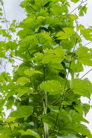 Frizzy branches of hops on industrial plantation of hops for the needs of the brewing industryの写真素材