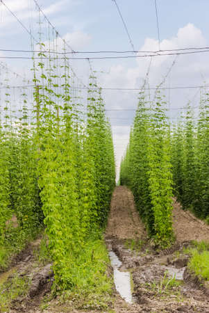 Industrial plantations of hops for the needs of the brewing industryの写真素材