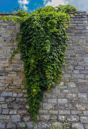 Stone wall with ivy hanging from itの写真素材