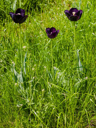 Three dark purple tulips in the grassの写真素材