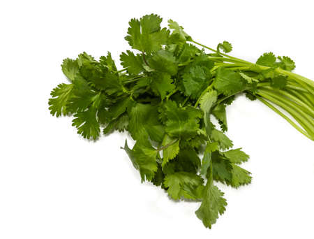 Bunch of fresh green coriander leaves on a light background. Isolation.の写真素材