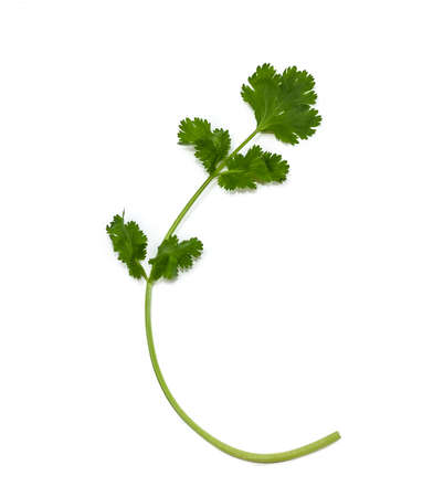 Single branch of fresh green coriander leaves on a light background. Isolation.の写真素材