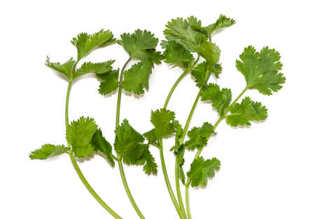 Some branches of fresh green coriander leaves on a light background. Isolation.の写真素材