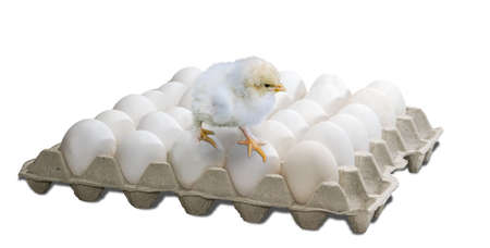 Tray with white chicken eggs and standing on eggs of a small white chick on a light background. Isolation.の写真素材