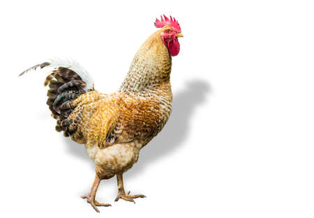 Yellow speckled rooster with red crest on a light background. Isolation.の写真素材
