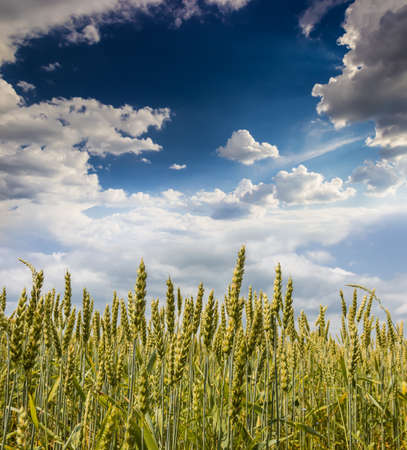 Field of green unripe wheat on the background of the sky with cloudsの写真素材