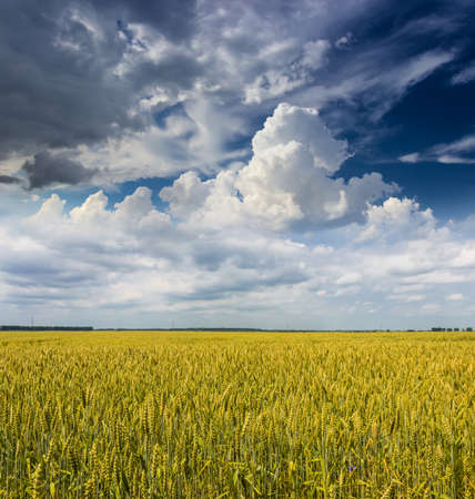 Wheat fieldの写真素材