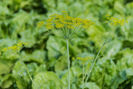 Flowering dill twig against greeneryの写真素材