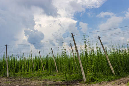 Industrial plantations of hops for the needs of the brewing industryの写真素材