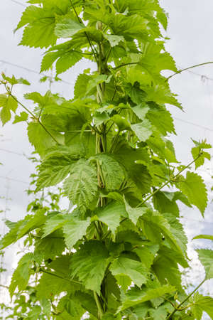 Frizzy branches of hops on industrial plantation of hops for the needs of the brewing industryの写真素材