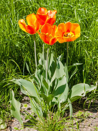 Bush orange tulips on the background of grassの写真素材