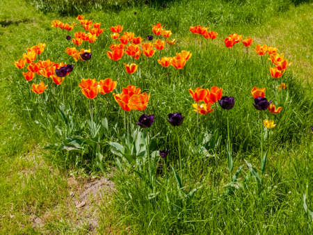 Planting orange and dark purple tulips in the grassの写真素材