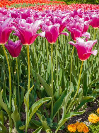 Purple tulip with red tulips in the backgroundの写真素材