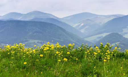 Glade with yellow flowers on a background of mountainsの写真素材