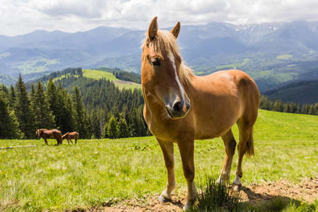 Bay horse on a mountain pasture against mountainsの写真素材