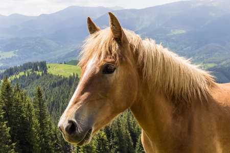 Head brown horse on a mountain pasture against mountainsの写真素材