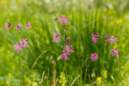 Purple mountains flowers on green blurred background. Carpathians.の写真素材