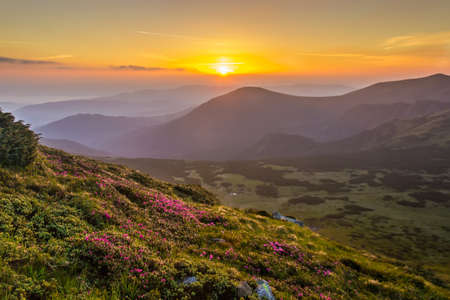 Sunrise in the valley with forested slopes and meadow with flowers in the foreground. Carpathian Mountains.の写真素材