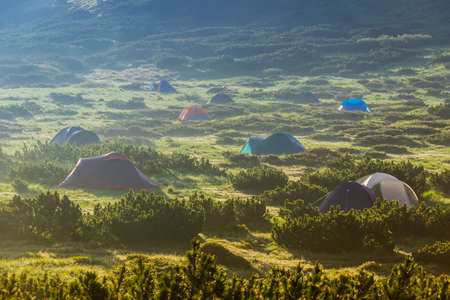 Tourist tent camp among the bushes alpine pine in the Carpathian mountains at dawn.の写真素材