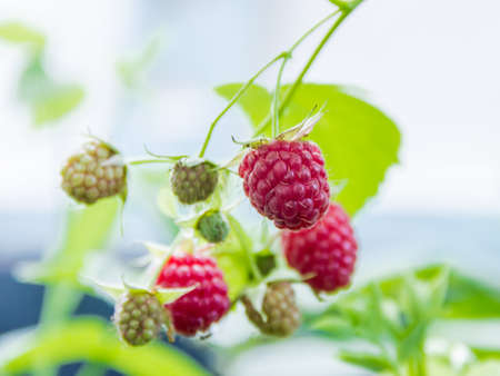 Berry of raspberries against a blurred background raspberry bush on a light backgroundの写真素材